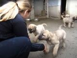 Deux chiots Kangal rencontrent leur futur propriétaire
