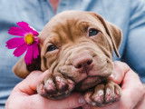 Un homme tient un chiot mignon dans ses bras