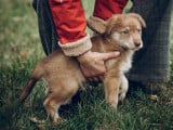 Un homme se baisse pour attraper un petit chiot