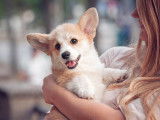 Une femme tient un chiot Corgi dans ses bras