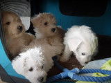 Des chiots Westiepoo rencontrent leurs nouveaux maîtres