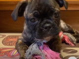 Le premier jour d'un chiot Bugg dans sa nouvelle famille
