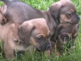 Des chiots Daug à vendre