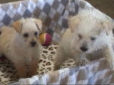 Deux chiots Westipoo à adopter