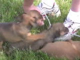 Des chiots Daug à vendre
