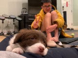 " Un chiot Border-Aussie âgé de huit semaines a été adopté"