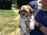 Ce petit Shih-Poo rejoint sa nouvelle famille qui vit à la ferme