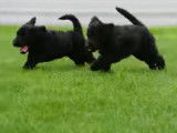 Des chiots Bordoodle à vendre