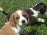 Des chiots Beaglier à la recherche d'une famille