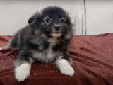 Ce chiot Australian Eskimo très mignon se laisse caresser