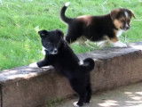 Une portée de chiots Borgi à vendre