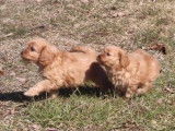 D'adorables chiots Cavapoo débordent d'énergie