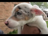 Un petit chiot Catahoula Heeler retrouvé abandonné dans la rue