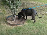 Cette chienne Labrastaff attend sa nouvelle famille