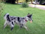 Ce chien Aussie Siberian attend de trouver son futur foyer