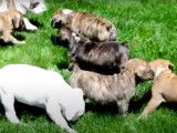 Plein de petits chiots Bullboxer se détendent ensemble