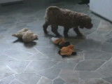 Cette portée de chiots Cavapoo cherche une nouvelle famille