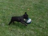 Ce chiot Frenchton s'amuse avec ses jouets