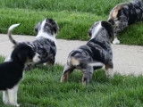 Des chiots Australian Sheagle cherchent une famille