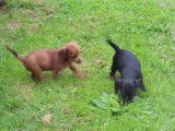 Des chiots Doxiepoo à adopter