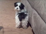 Un chien Lhatese arrive chez sa nouvelle famille