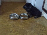 L'arrivée de ce King Charles Yorkie dans sa famille