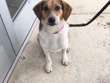 Cette chienne Australian Sheagle cherche une famille pour l'accueillir
