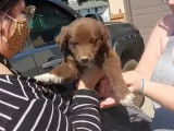 L'arrivée de cet Aussiedor dans sa nouvelle famille