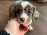 Des chiots Aussalier rejoignent leur famille