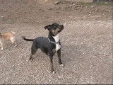 Un Pit Heeler disponible à l'adoption