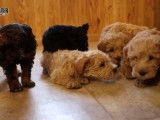 Des chiots Schnoodles disponibles à l'adoption