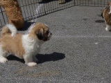 Des chiots Havashu disponibles à l'achat