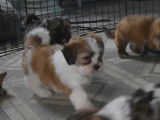 Ces chiots Havashu disponibles à l'adoption