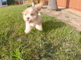 Un adorable chiot Havashu, est disponible à l'achat