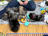 Des Schnoodles disponibles à l'adoption