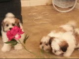 Ces chiots Havashu jouent avec une fleur