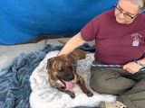 Un Corgi Pit à adopter