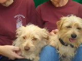 Deux Doxie Cairn à la recherche d'une famille