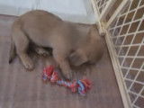 Un Doxie Cairn vient d'arriver dans sa famille