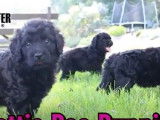 Des petits Rottle à adopter