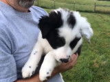 Une Border Collie Pyrénées à adopter