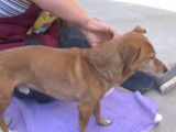 Un Doxie Cairn à adopter