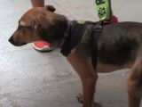 Ce Doxie Cairn cherche une famille pour l'adopter