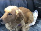 Un Corgiever rejoint sa nouvelle famille