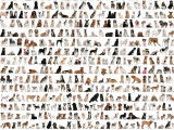 Choisir une race de chien : analyser et comprendre les fiches de races