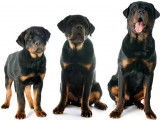 Comment connaître l'âge d'un chiot ou d'un chien ?