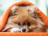 Un adorable petit chiot Poméranien sous une couverture