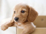 Chiot Labrador dans une boîte en carton