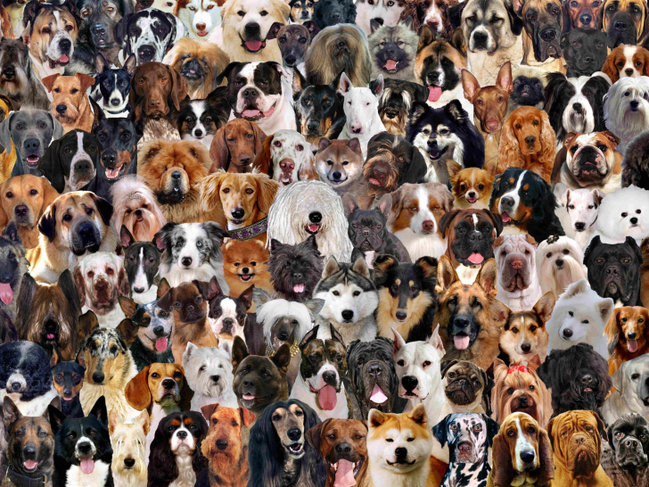 10 races de petits chiens qui vivront heureux en ville ou en
