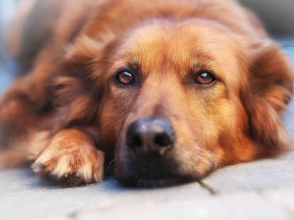 Adoption : 12 raisons et avantages d'adopter un chien âgé
